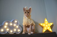 경남진주)코숏 치즈태비 남아 분양합니다