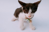 새끼고양이 무료 분양합니다.