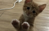 고양이 분양해요!