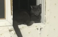 러시안블루 무료분양합니다