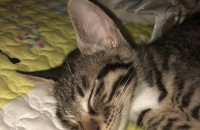 정말 잘 키워주실분 찾아요!