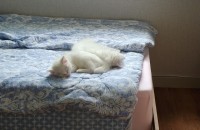 터키시앙고라 자매 분양