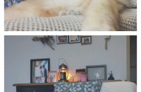 페르시안친칠라 수컷6살 분양합니다