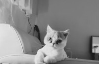 먼치킨 9개월 분양합니다