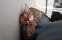 코숏 여아 2마리 분양합니다(아랫글 보충)