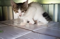 아기 고양이 분양해요