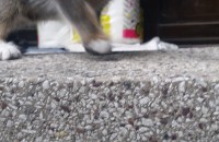 고양이