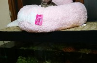 1년됀 코숏키울분찿아요