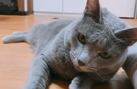 러시안블루 무료분양(서울 강서구 화곡동)