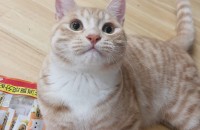 너무 애교많은 냥이 분양 보냅니다