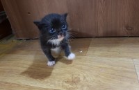 새끼고양이 무료분양합니다.