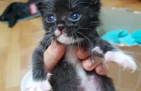 새끼고양이 분양합니다.