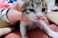 고양이 무료 분양 합니다