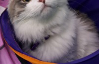 노르웨이숲 1살 남아 분양합니다.