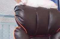 고양이2마리분양합니다