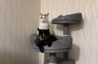 코리안 숏헤어 2마리 아이들의 주인을 구합니다..