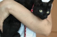 일산) 2-3달 된 아기 고양이 가족찾아요(무료)