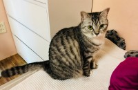 알리의 새로운 집사를 구합니다