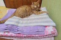 고양이 분양합니다