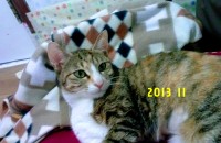 3살암냥이