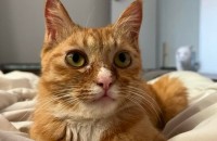 애교냥이 집사 구합니다!