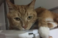 코숏고양이 2살 남아 중성화,접종완료 용품모두 포함 무료 분양