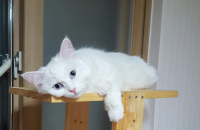 터앙 2살반아이 분양합니다