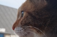 새끼냥이 4마리 유기묘 엄마 고양이 입양보내요