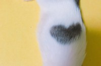 이쁜 여아 고양이 분양합니다