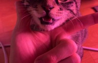 아기고양이 좋은주인찾습니다????????????????