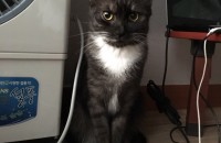 믹스/1년9개월쯤/암/중성화x/까만고양이 지지