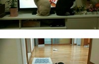 터키쉬앙고라(여5살)코숏(남4살) 무료분양합니다..