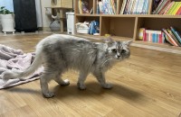 1살 여아 분양합니다