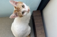 애교많은 개냥이 치즈코숏 금식이를 분양합니다