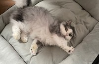 먼치킨 3살남자아이 무료분양합니다