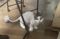 먼치킨 3살남아