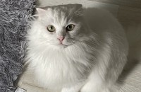 스코티쉬폴드 남자아이 좋은 집사분 기다리고 있습니다