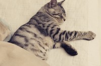 유기고양이 분양합니다.