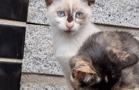 흰색 아기 고양이 분양