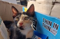 쌍둥이 아기 고양이 분양