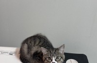 노르웨이 코숏 믹스 고등어 분양합니다.