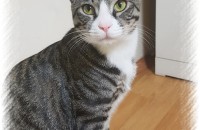 (논산) 중성화된 코숏 남아 무료분양합니다