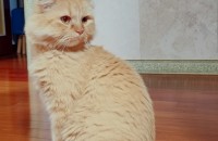 갑자스런 이사때문에 키우기가 어려워 졌어요