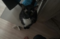 코숏 분양합니다..