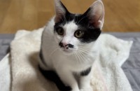 4개월 남아 평생 가족을 간절히 찾습니다