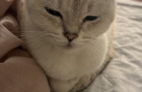 고양이 분양보냅니다