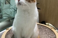 스코티쉬폴드 (하이폴드) / 랙돌(믹스) 분양 합니다  너무 개냥이 들이에요