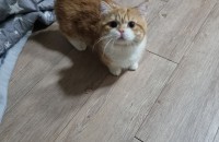 너무순하고 착한 먼치킨,아메숏 분양해요