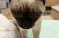 9개월 샴고양이 입양 보냅니다