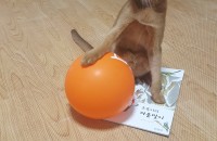 아비니시안 무료분양(접중중성화완료똑똑함)